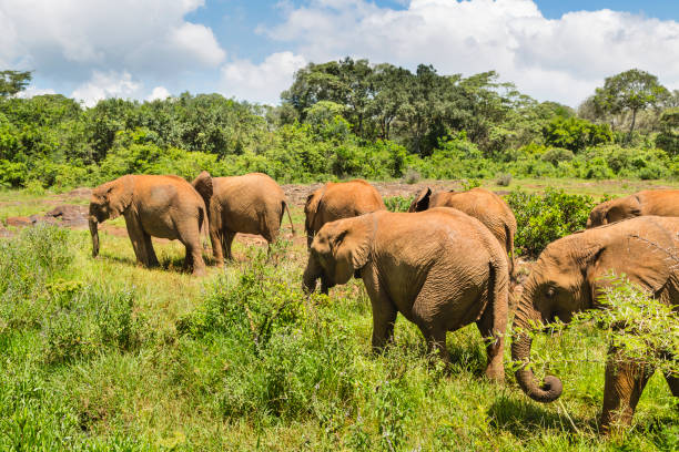 istock Baby Elephants in Green Landscape, Kenya 1257390750