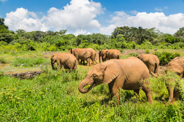 istock Nairobi Elephant Orphanage, Kenya 1257390864