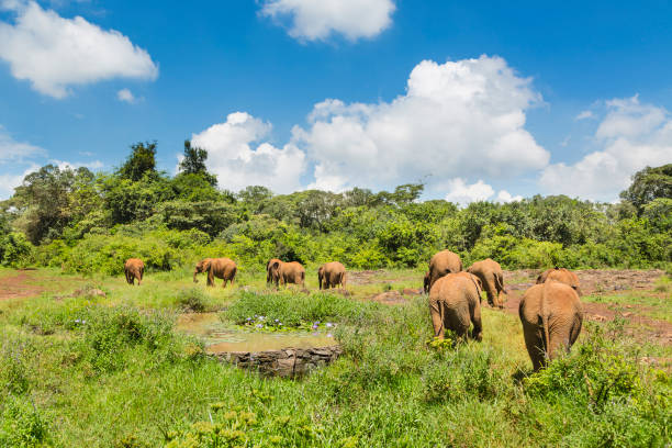 Baby Elephants in the Orphanage, Kenya