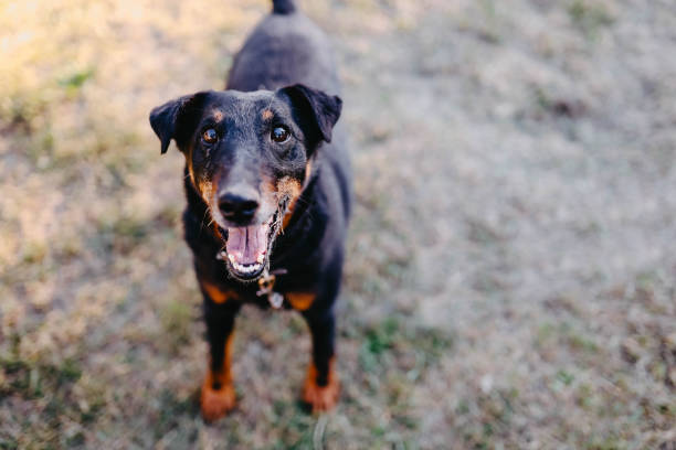 istock playful german jagdterrier on a walk in summer 1257391711