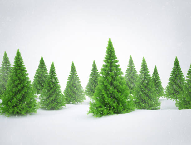 istock Winter scene with green pine trees and snow 1257391795
