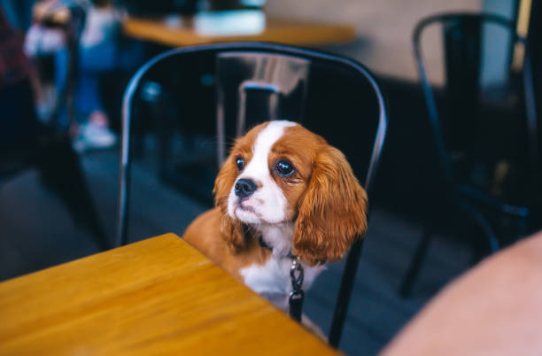 istock Puppy sitting at the table waiting for his dinner. 1257391959