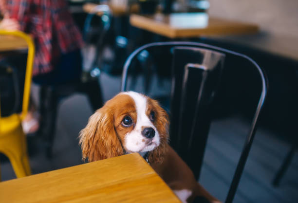 istock Cute puppy sitting behind the table in city cafe. 1257391966