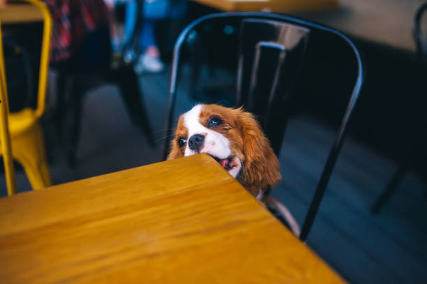 Cute puppy gnawing it's wooden table in city cafe. Cute puppy gnawing it's wooden table in city cafe. King Charles spaniel breed. chewed stock pictures, royalty-free photos & images