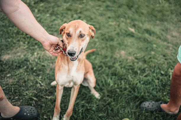 istock pet dog is put on a collar for a walk. 1257392037