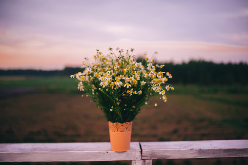 Bouquet of field chamomiles in a vase on a sunset background. Closeup view