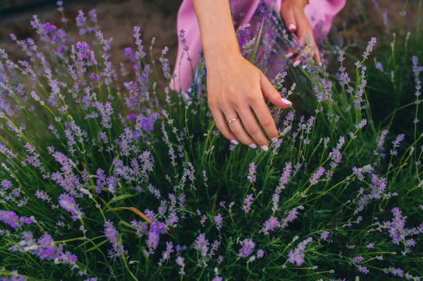 istock Woman's hand touching lavender, feeling nature. 1257392353