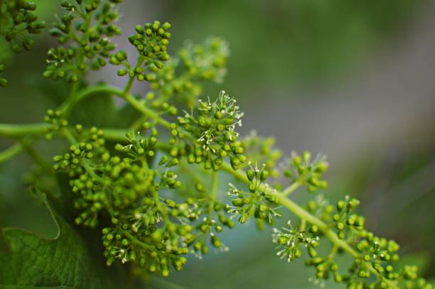 istock branch of grape in bloom close up 1257393582