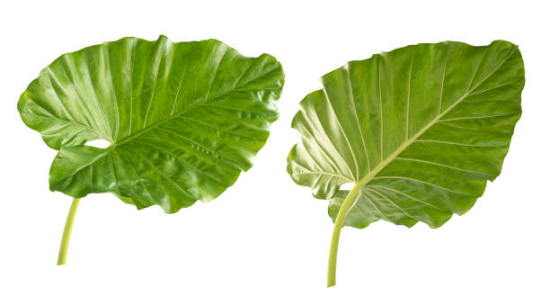 istock abstract green leaf texture, nature background, tropical leaf 1257394041