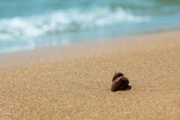 wet brown snail shellfish on the sandy seashore. summer vacation concept in hot countries. - sandy brown fotos imagens e fotografias de stock