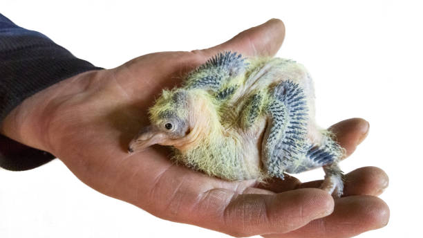 Villager man holding a little squab, pigeon chick with yellow plumage in his hand Male hand holding a pigeon chick with new growing plumage squab pigeon meat stock pictures, royalty-free photos & images