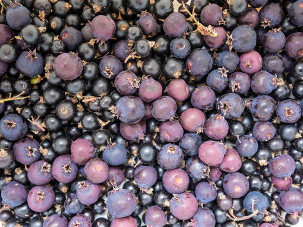 Blue and purple berries, fresh and natural, different sizes and shapes. deliciosos saskatoons o amelanchier alnifolia, el saskatoon, la baya de servicio del pacífico, la baya de servicio occidental, el shadbush de hoja de aliso, el shadbush enano, la pera chuckley o la juneberry occidental. y grosellas negras.