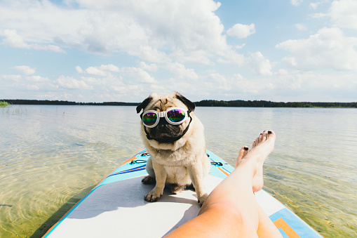Young woman in blue swimsuit paddle boarding with her small beautiful dog in colorful sunglasses - pug breed on the picturesque lake during bright sunny summer day