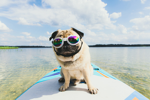 Small beautiful dog - pug breed surfing on the paddle board having a great time at the lake during bright sunny summer day