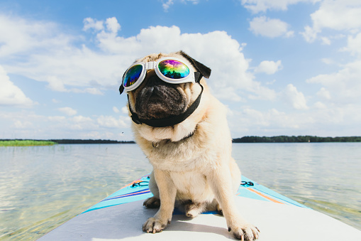 Small beautiful dog - pug breed surfing on the paddle board having a great time at the lake during bright sunny summer day