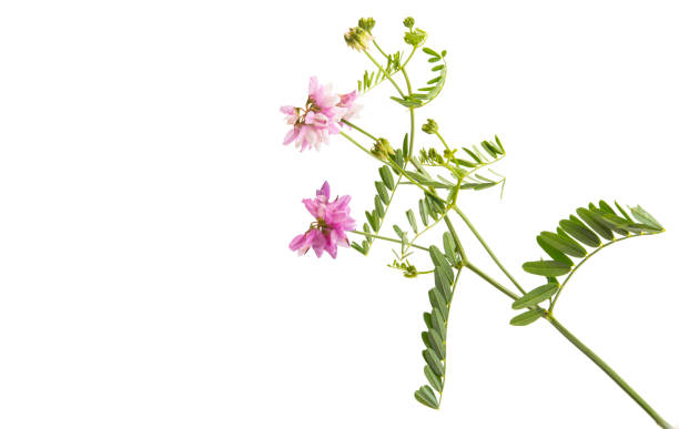 istock summer meadow flowers isolated 1257397902