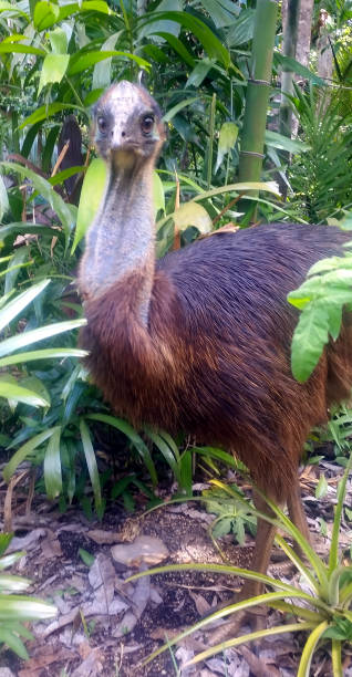 istock A young cassowary bird emerges from the rainforest. 1257398484