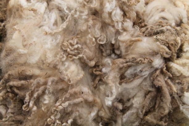 Sheep Wool Fleece. A Background Image of a Freshly Cut Sheep Wool Fleece. wool stock pictures, royalty-free photos & images