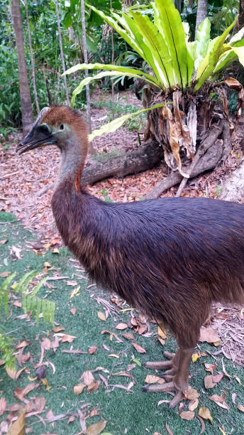 istock A young cassowary bird emerges from the rainforest. 1257399656