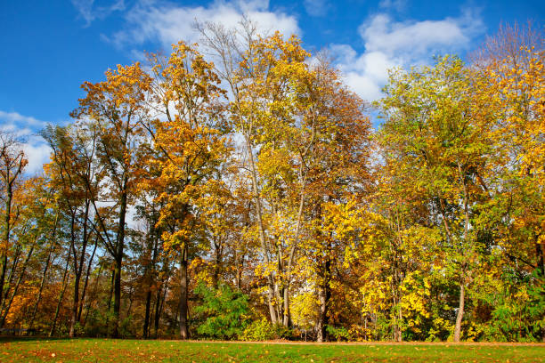 istock Autumn trees with yellow foliage 1257399973