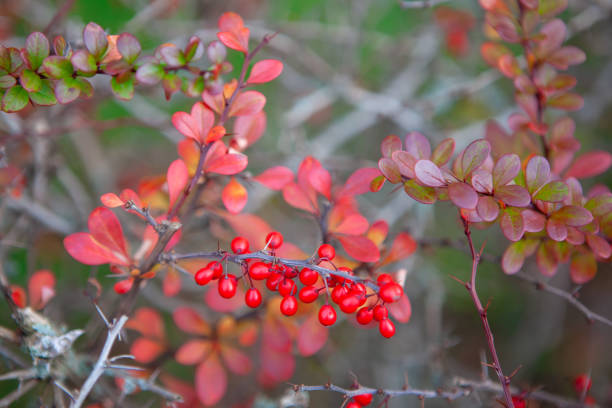 赤い果実のブッシュ - hawthorn berry fruit plant autumn ストックフォトと画像