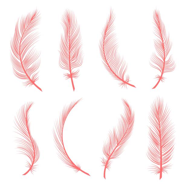 ilustrações de stock, clip art, desenhos animados e ícones de decorative pink feathers - flightless