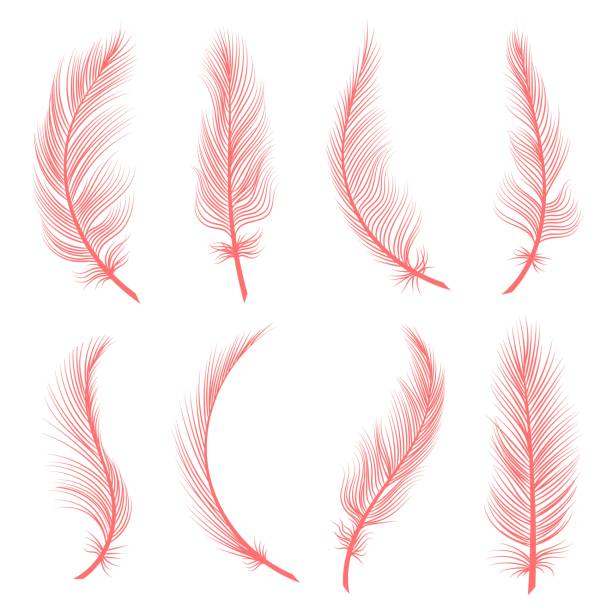 Decorative pink feathers Decorative pink feathers. Exotic trendy coral feather set of flamingo or goose, vector illustration of decorative fluffy details of flying birds graphics isolated on white background feather stock illustrations