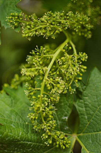istock branch of grape in bloom close up 1257401000