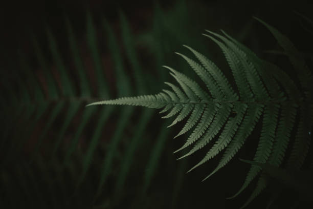 istock Close up rain drops on tropical nature green leaf texture abstract background. Copy space ecology environment and travel adventure concept. 1257401092