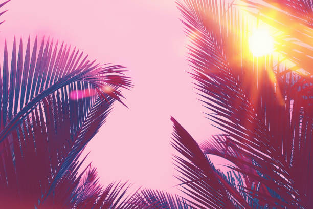 istock Copy space of silhouette tropical palm tree with sun light on sunset sky and cloud abstract background. 1257401117