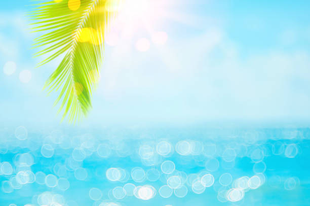 istock Blur beautiful nature green palm leaf on tropical beach with bokeh sun light wave abstract background. 1257401178