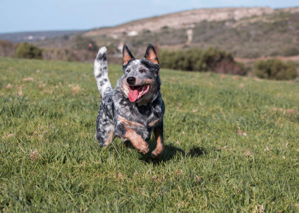 Australian Cattle Dog (blue heeler) running on lush green grass Australian Cattle Dog (blue heeler) running on lush green grass australian cattle dog stock pictures, royalty-free photos & images