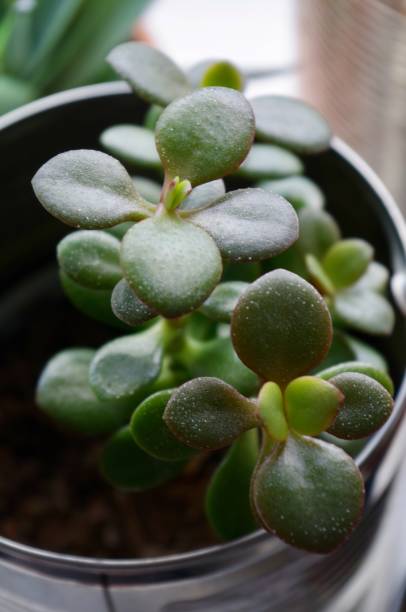 istock Indoor plants, succulents and cheese plants 1257402922