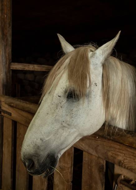 istock Horse Relaxing In Comfy Barn. 1257403547
