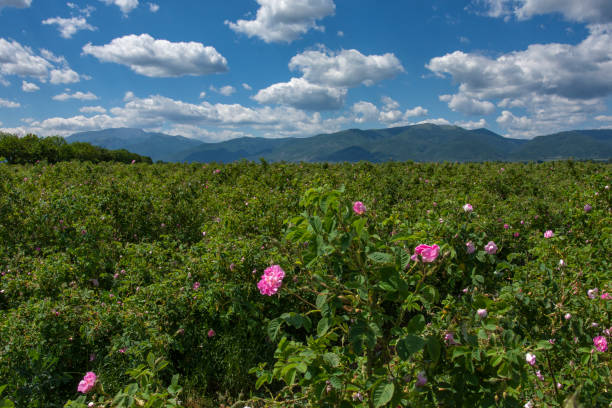 Agricultural field of fresh pink roses. Rosa damascena used for rose oil production. Landscape of the rose valley. Balcan mountain at background. rose valley stock pictures, royalty-free photos & images