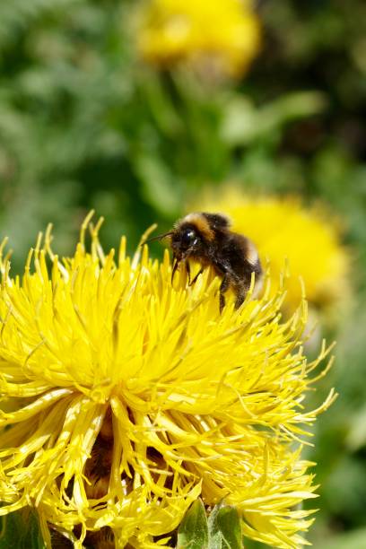 istock Bumblebees feeding on wildflowers 1257404768