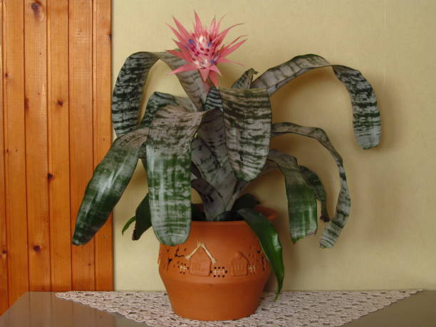 blooming aechmea plant in the flower pot silver vase plant in blossom aechmea fasciata stock pictures, royalty-free photos & images