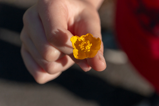 a close up view of a little boy holding a small yellow flower