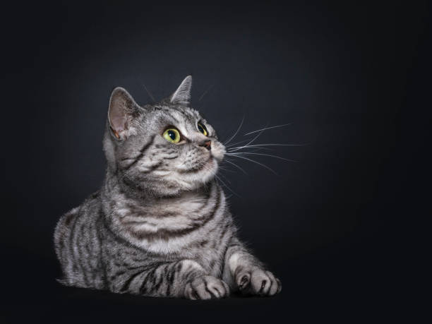 istock Spotted silver British Shorthair on black background 1257407432