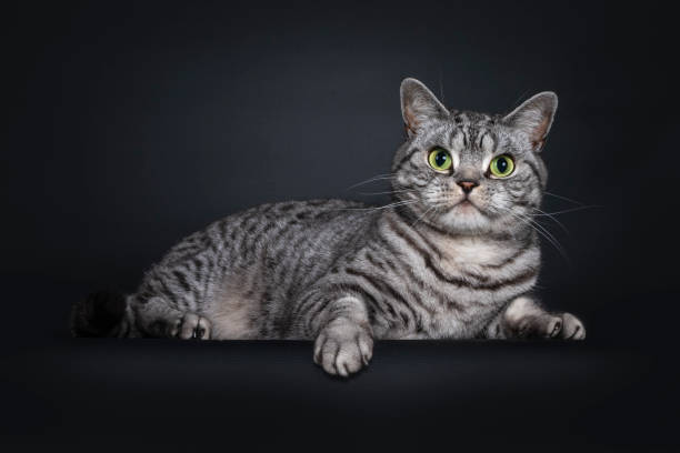 istock Spotted silver British Shorthair on black background 1257407451