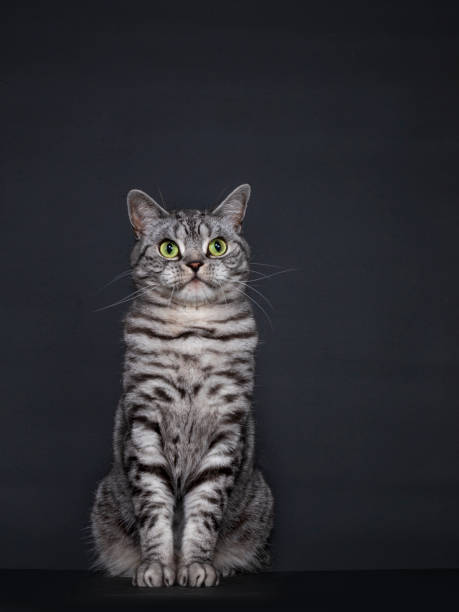 istock Spotted silver British Shorthair on black background 1257407458
