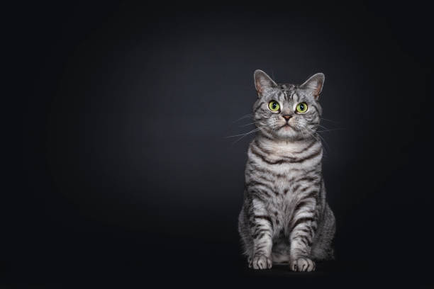 istock Spotted silver British Shorthair on black background 1257407461
