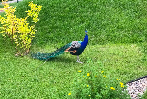 Colorful peacock male on a green grass