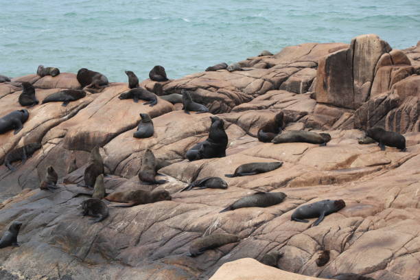 istock Fur seals basking on the rocks. Cabo Polonio environmental reserve. 1257408404