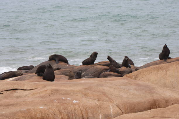 istock Fur seals basking on the rocks. Cabo Polonio environmental reserve. 1257408416