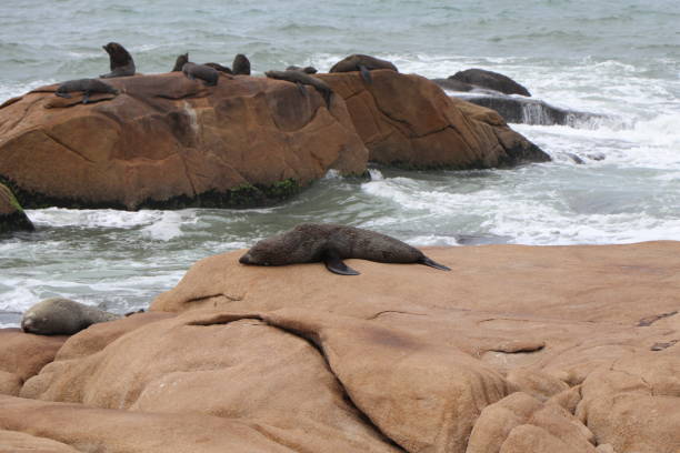 istock Fur seals basking on the rocks. Cabo Polonio environmental reserve. 1257408746