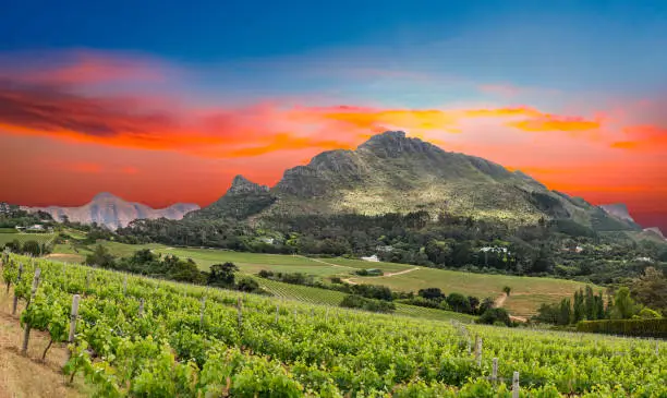 Photo of View of constantia wine valley from glen constantia wine estate