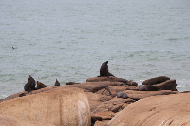 istock Fur seals basking on the rocks. Cabo Polonio environmental reserve. 1257408903