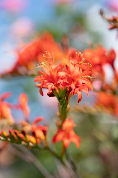 Crocosmia crocosmiliflora growing in a garden.