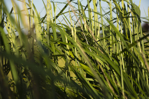 istock Grass leaves moved by the wind 1257409181